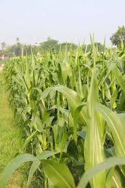 Maize Image 1